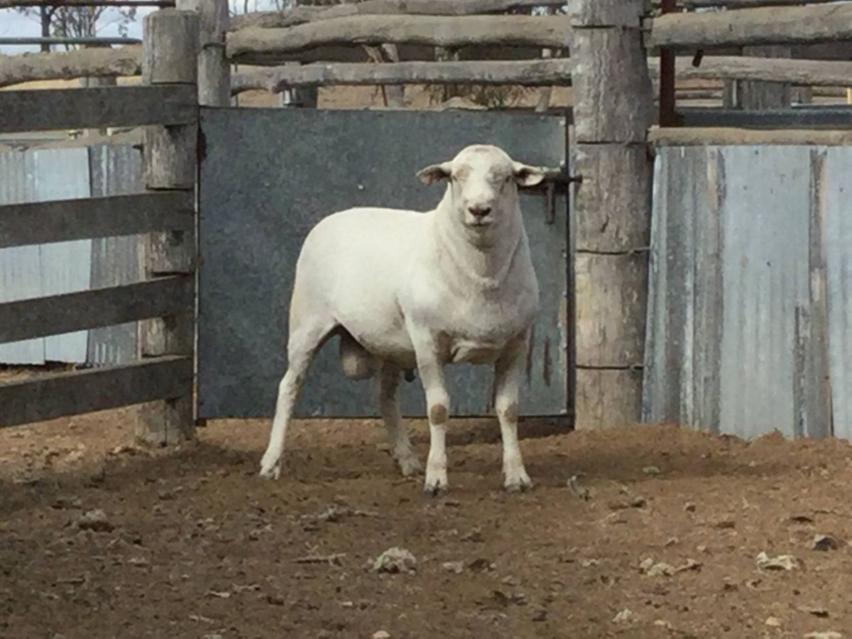 Stanthorpe Australian White Ram Sale