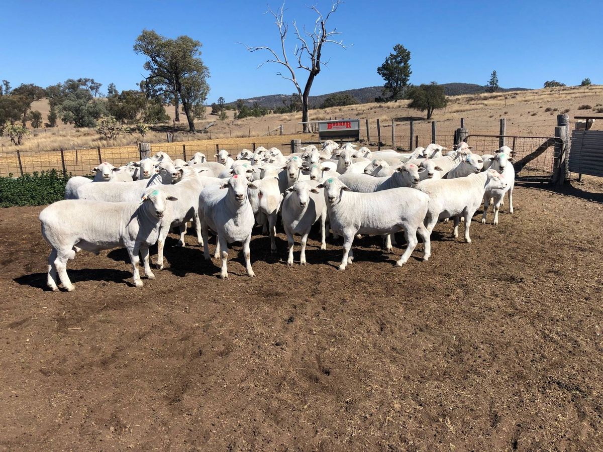 Stanthorpe Australian White Ram Sale
